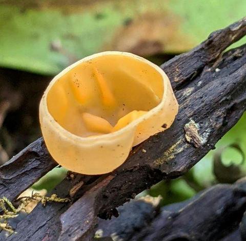 Upper Allyn River Fungi Foray