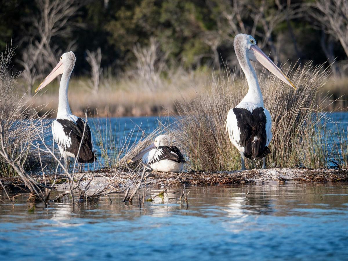 Pelicans resting on a small island at Wallagoot Lake.