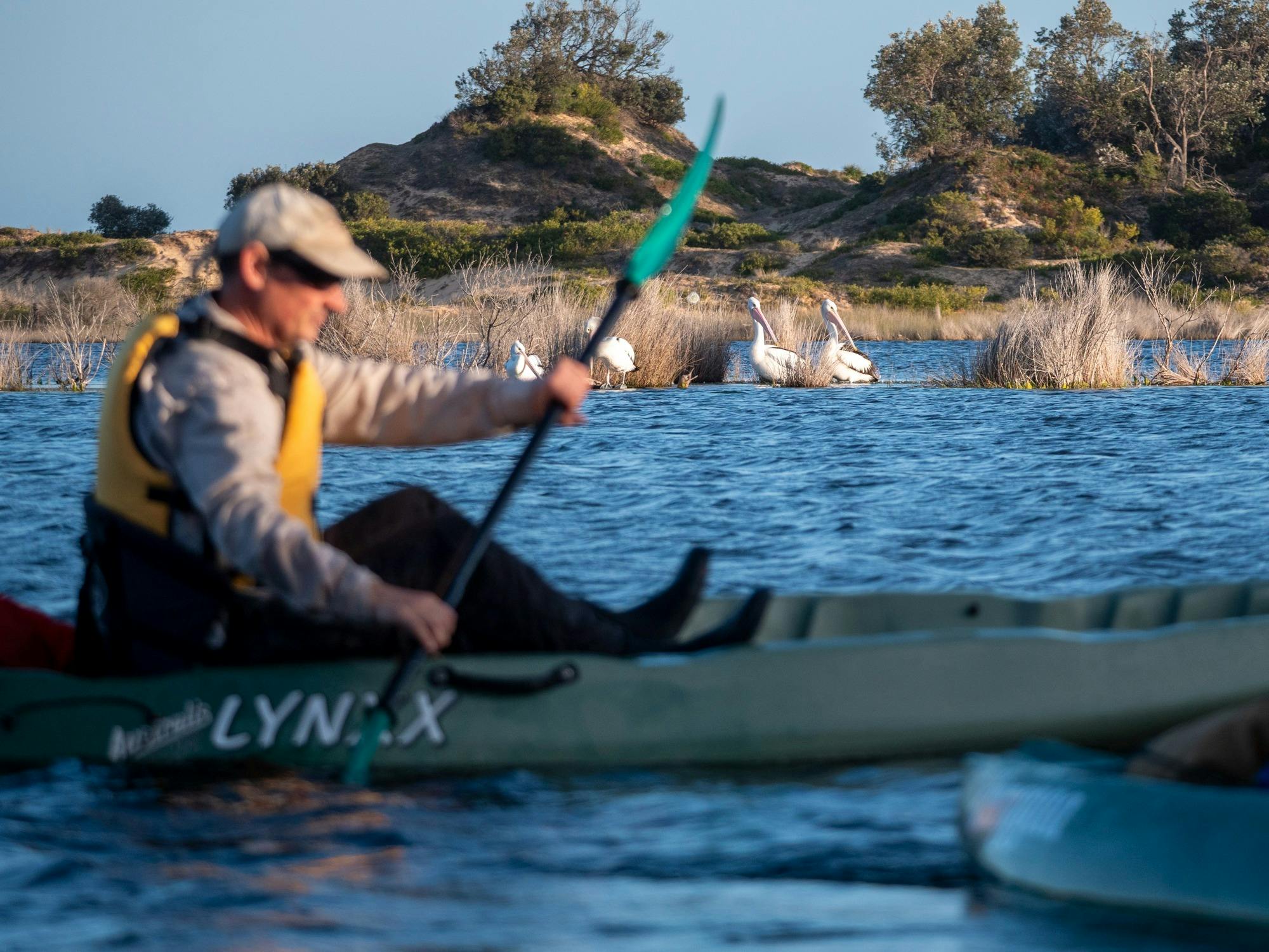 Paddling past the local residents at Wallagoot Lake.