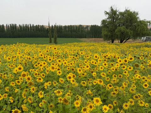 White Rock Lavender Estate Sunflower Festival