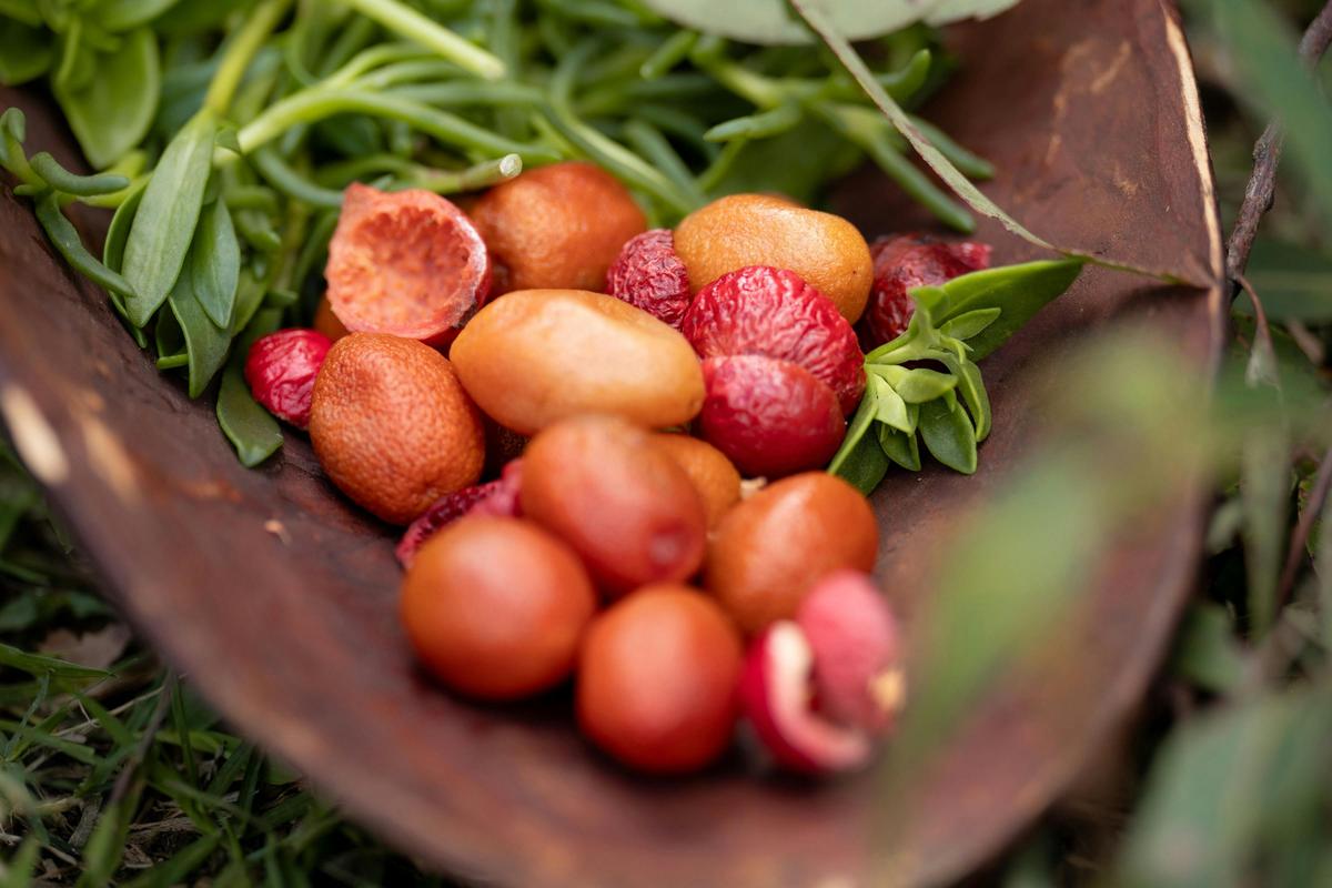 Native food harvest