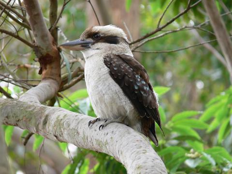 Joseph Banks Native Plants Reserve