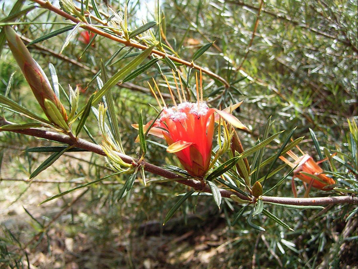 Native flora in the reserve