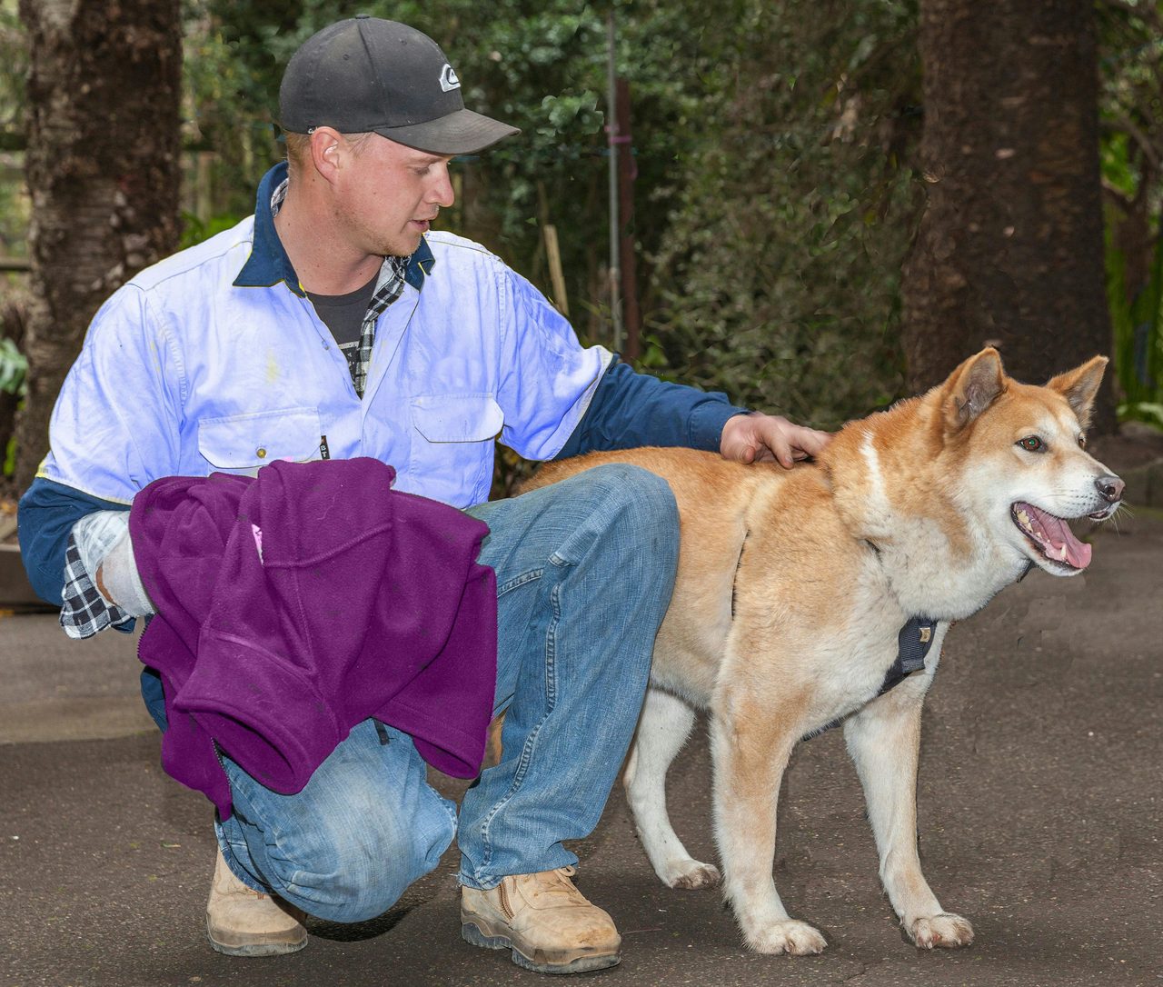 Dingo Presentation