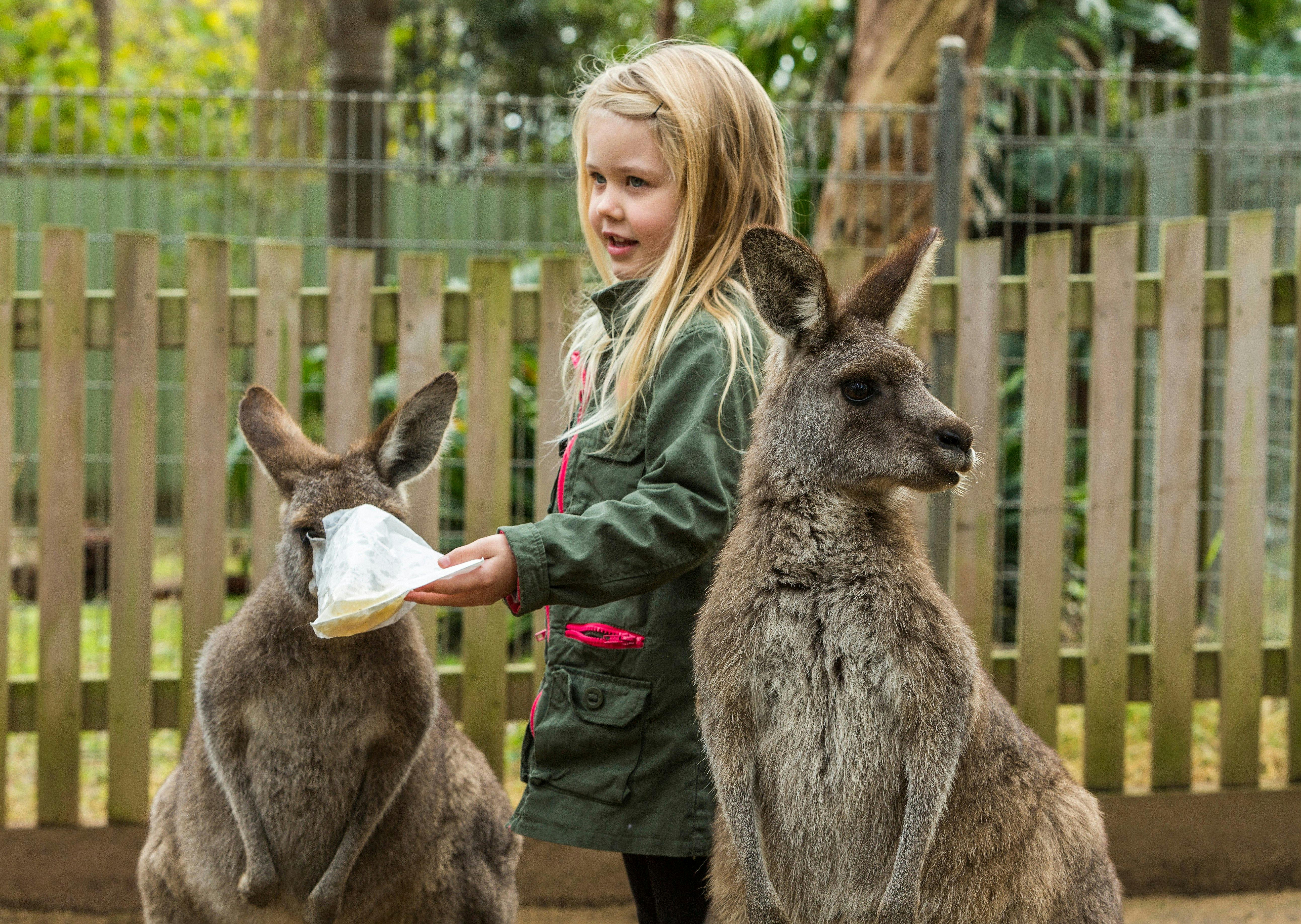 All day Kangaroo feeding