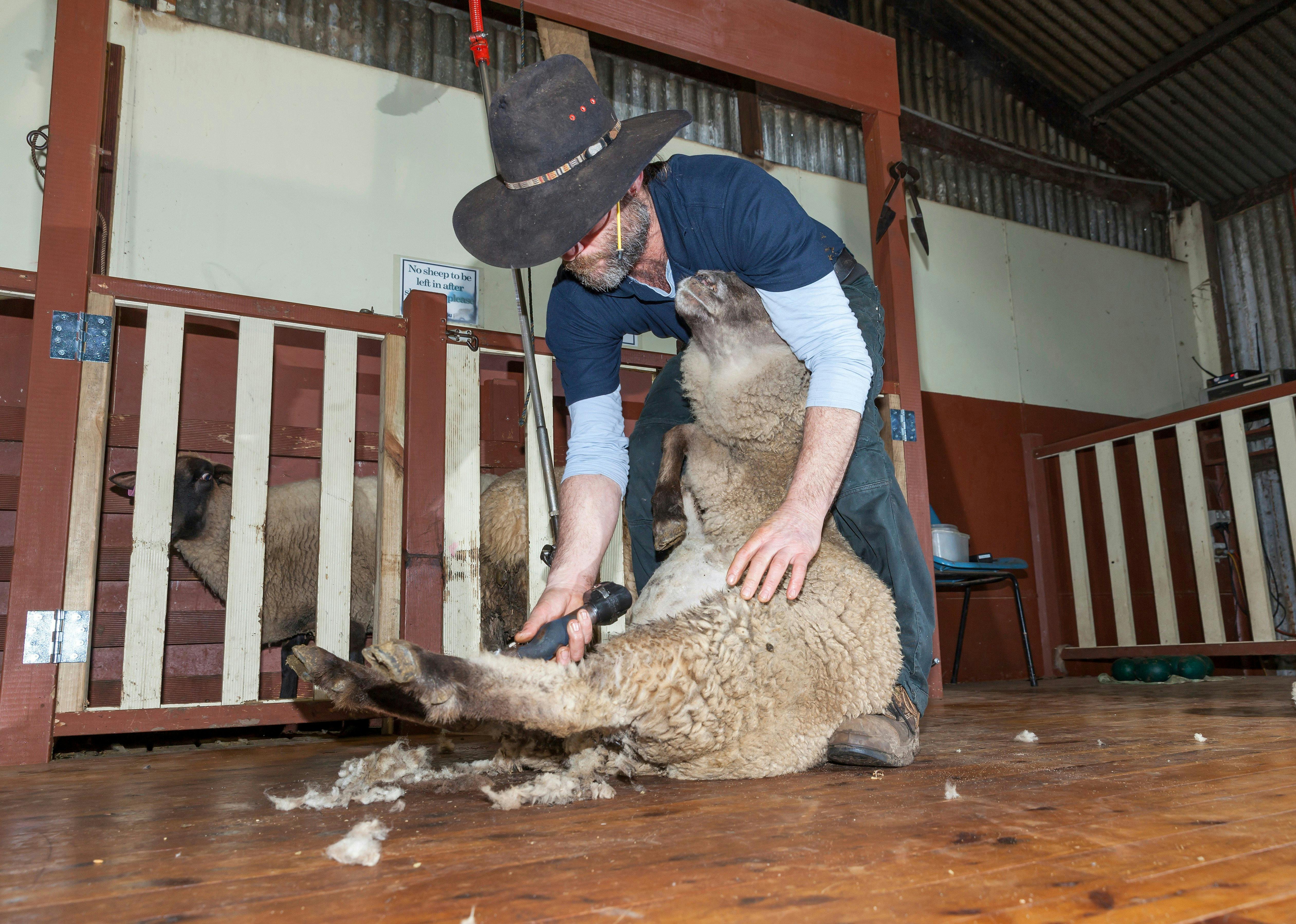 Sheep shearing show twice daily