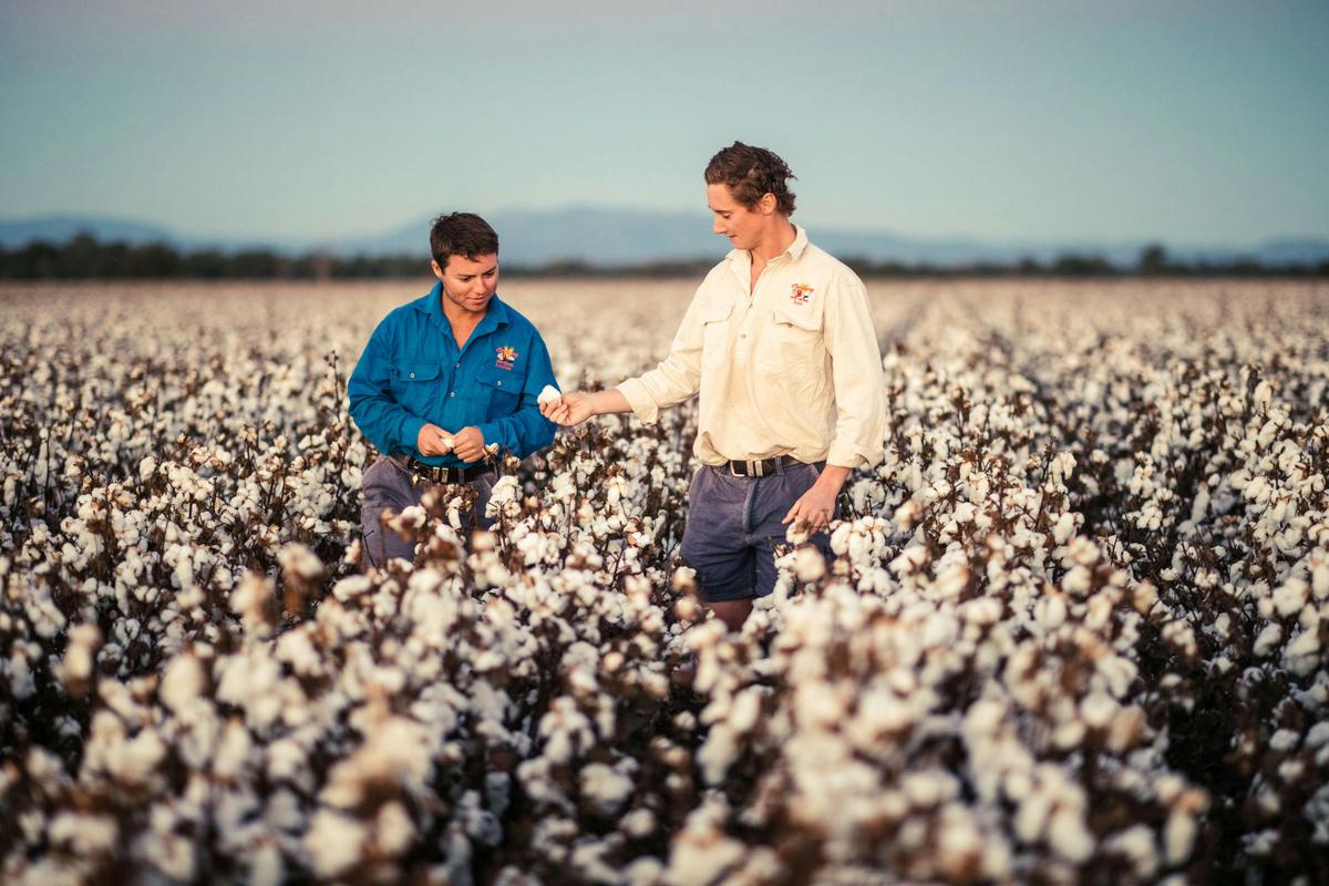 Cotton Filed