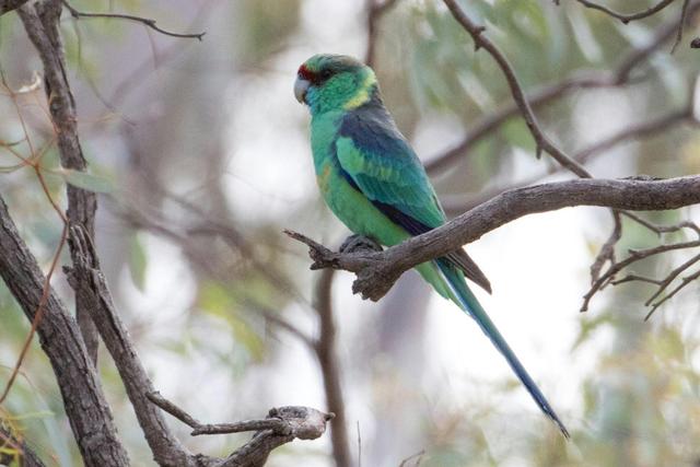 Mallee and Outback Birds of Victoria and Mungo