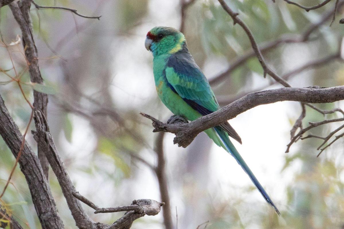 Mallee and Outback Birds of Victoria and Mungo
