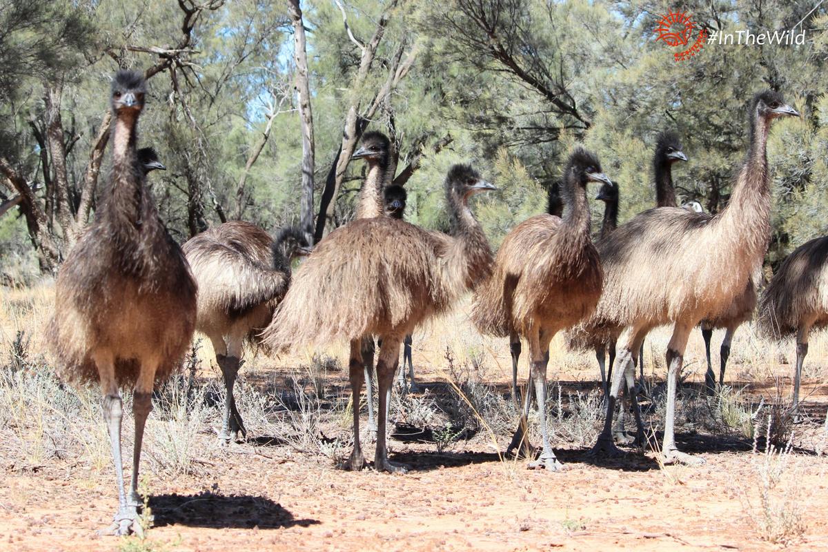 Mungo Outback and Conservation Journey