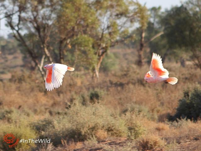 Mungo Outback and Conservation Journey