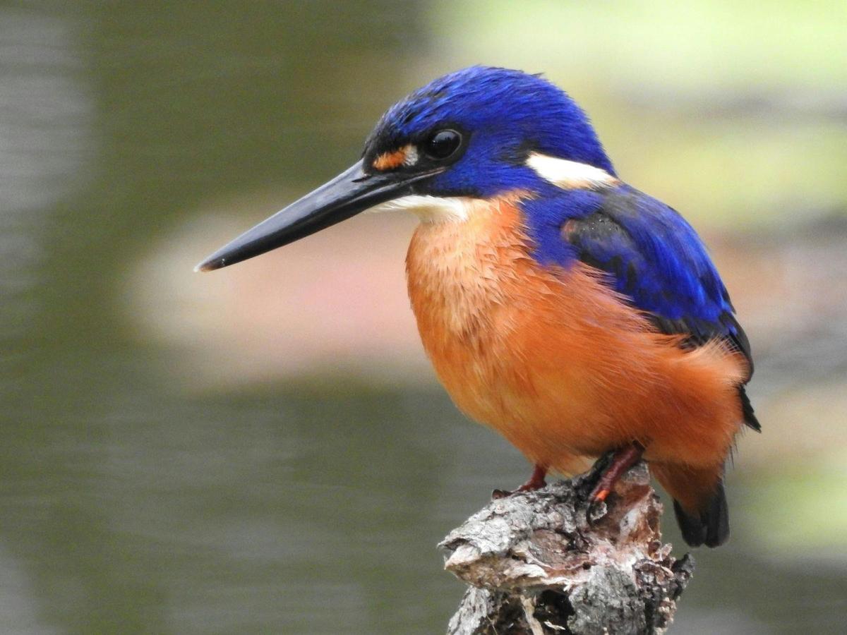 Azure Kingfisher