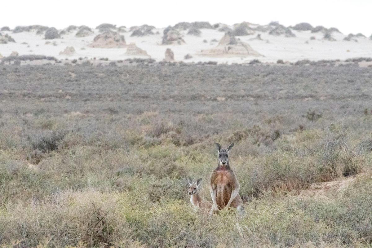 Mallee and Outback Birds of Victoria and Mungo