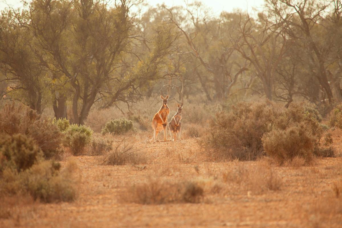 Mungo Outback and Conservation Journey