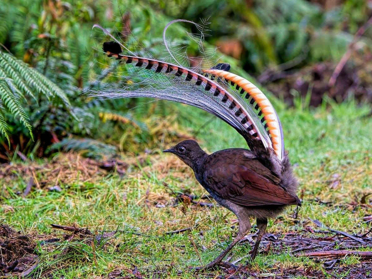 Superb Lyrebird (Menura novaehollandiae)
