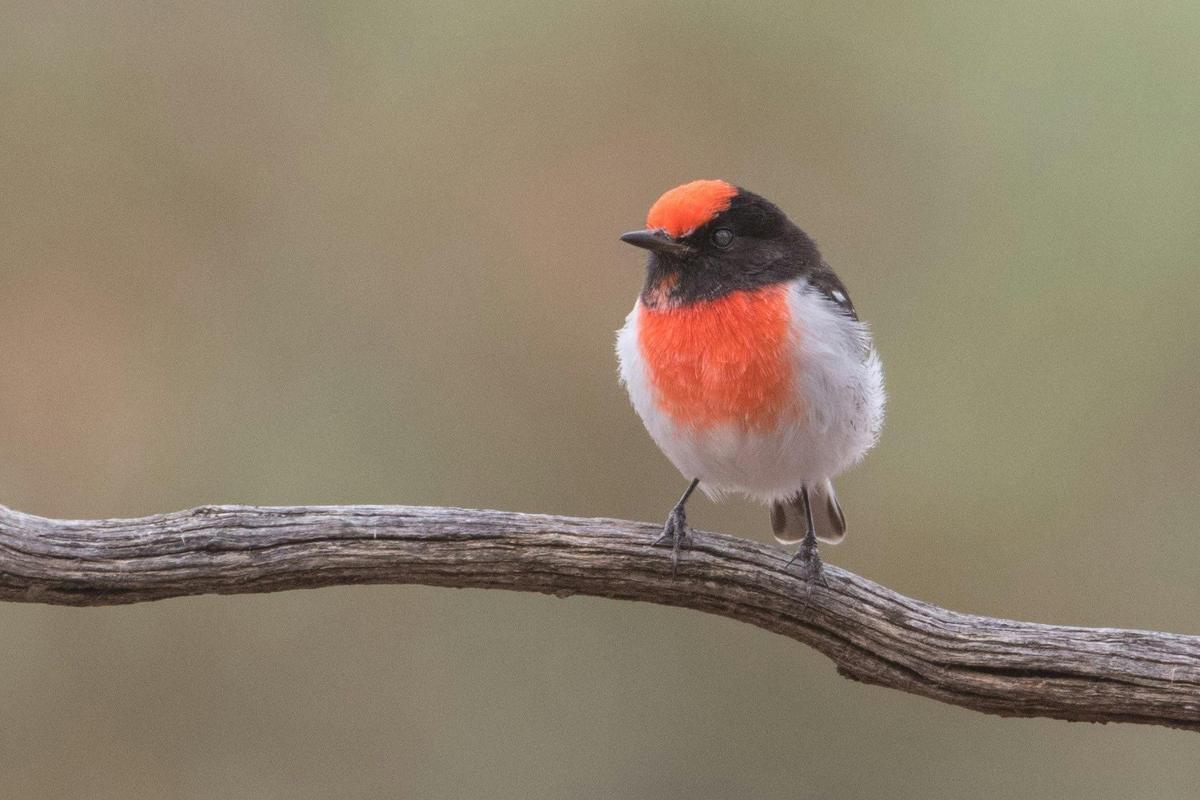 Mallee and Outback Birds of Victoria and Mungo