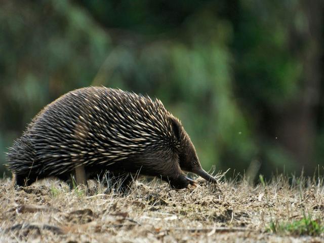 Echidna in East Gippsland
