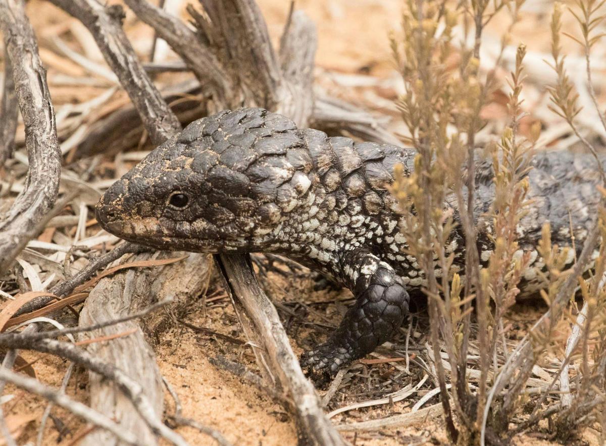 Mallee and Outback Birds of Victoria and Mungo