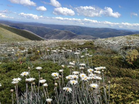 Arrabri Alpine Club