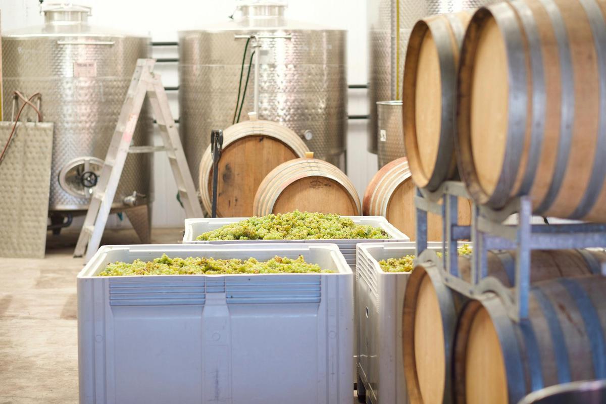 Processing fiano grapes in the winery