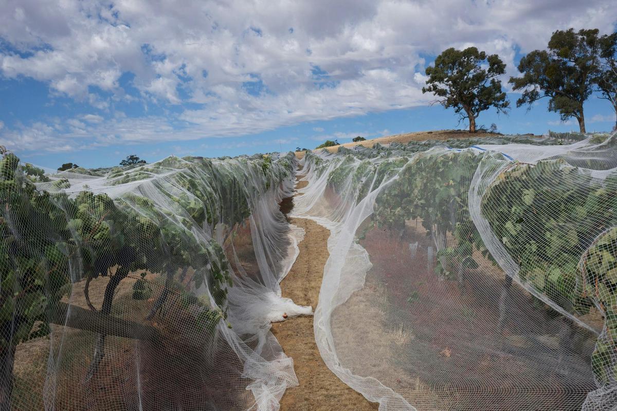 Glenwillow vineyard in the Yandoit Hills