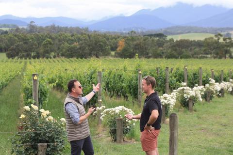 getting a great description on the harvest by expert wine connosseiur Simon