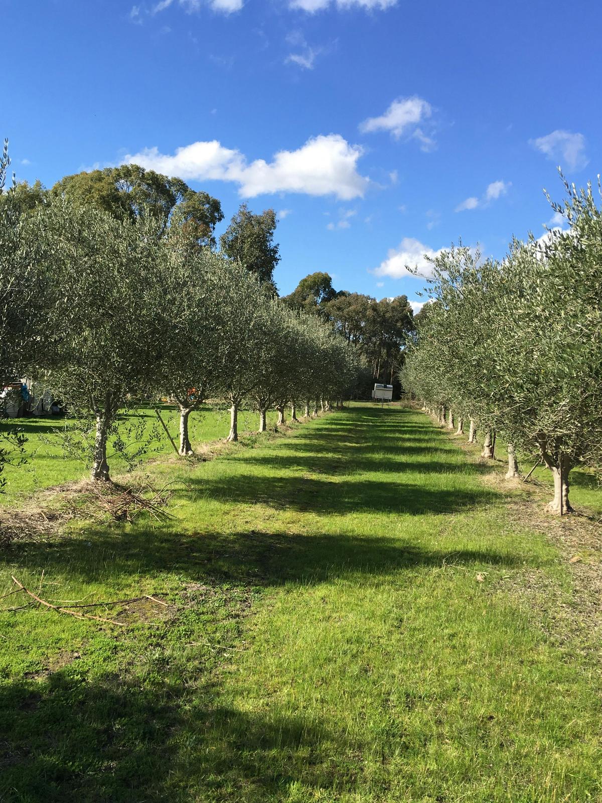 olive grove. elite stays