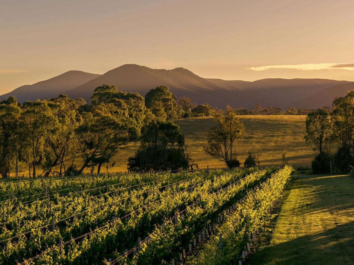 Pinot Noir Vineyards