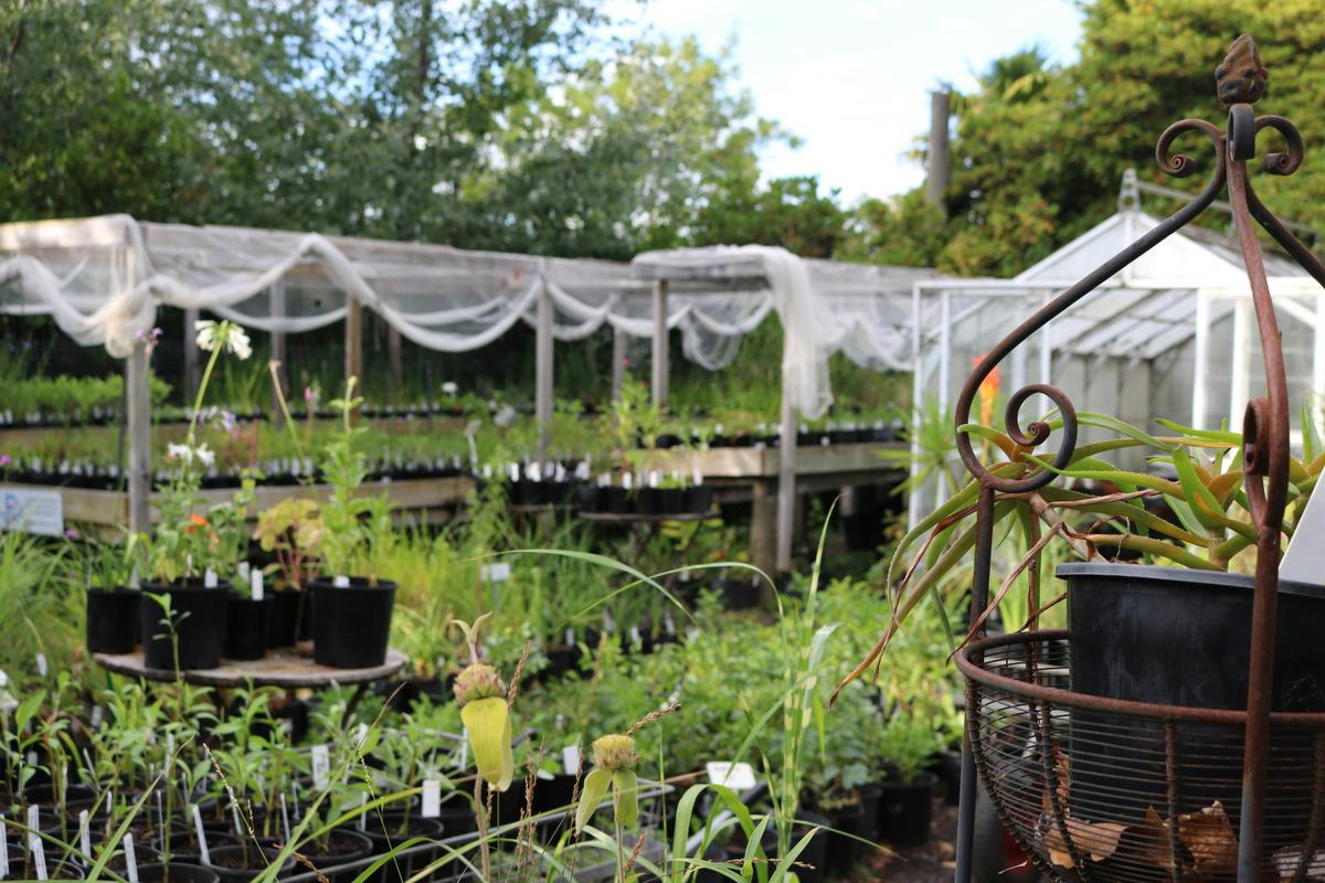 Plant sales at Friends of Wombat Hill Nursery