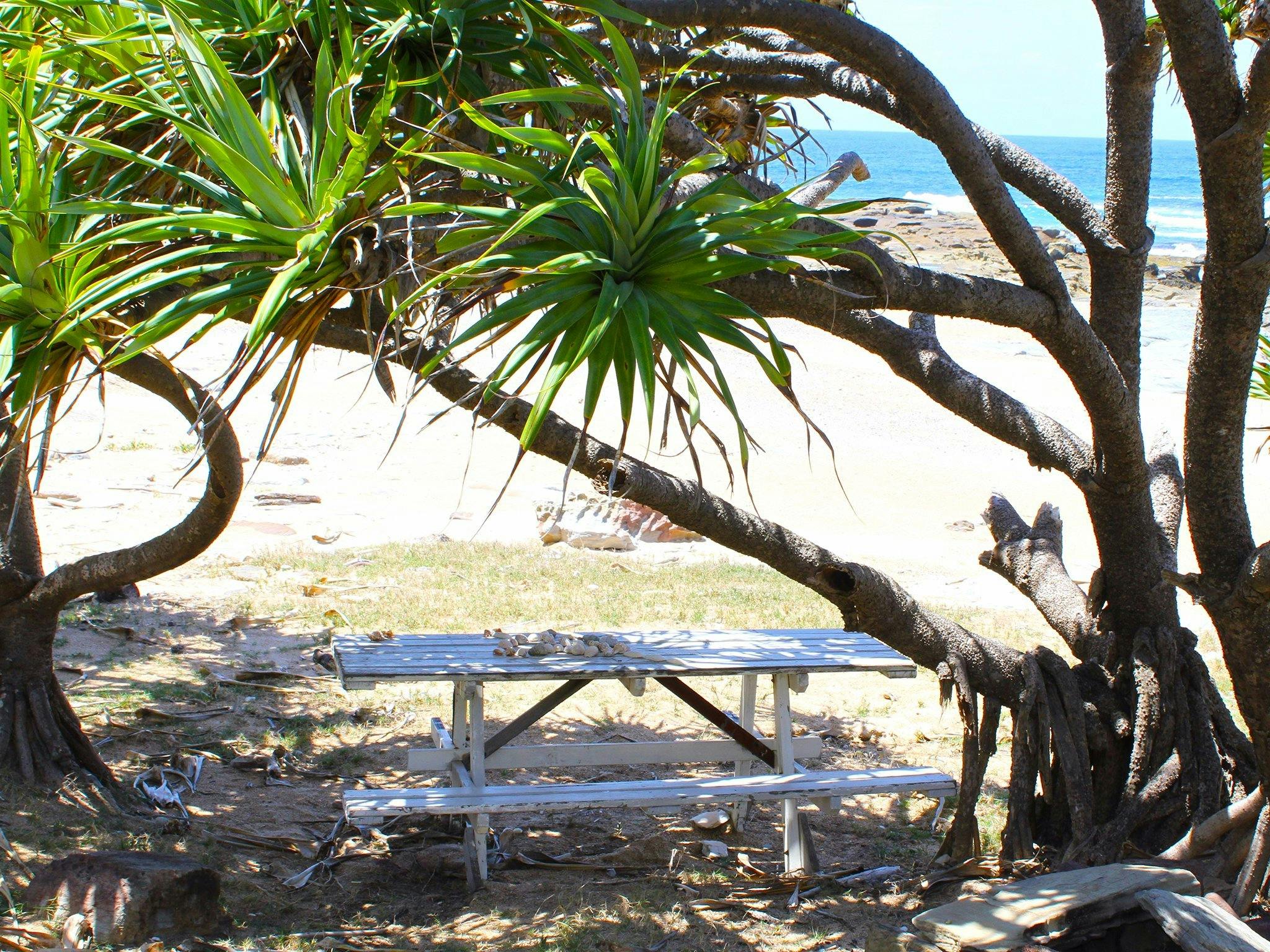 Pandanus picnic bench, Little Shelley Beach.
