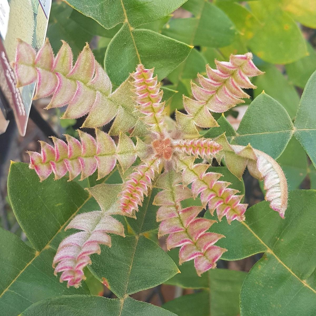 Banksia Grandis