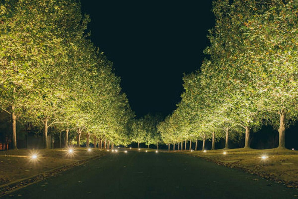 Tree Lined Driveway