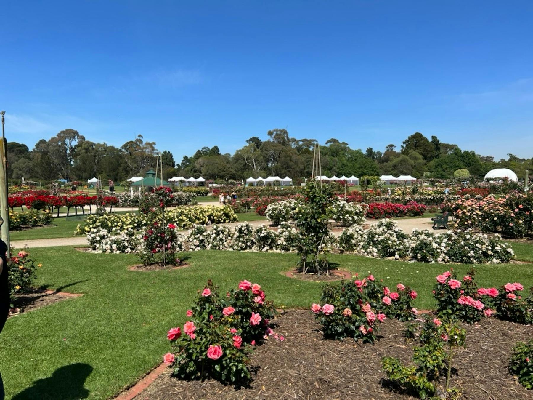 Rose Garden