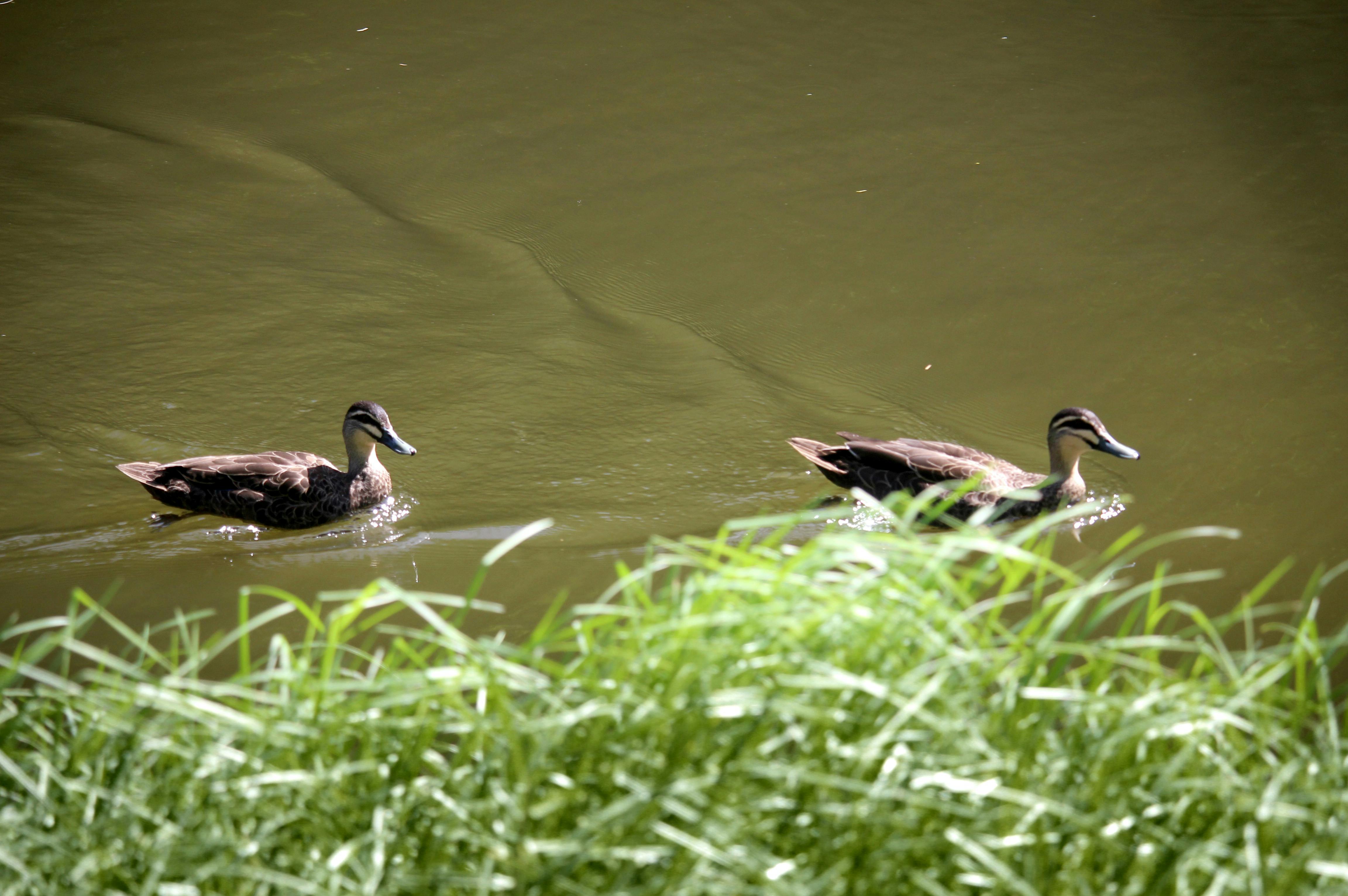ducks in the water