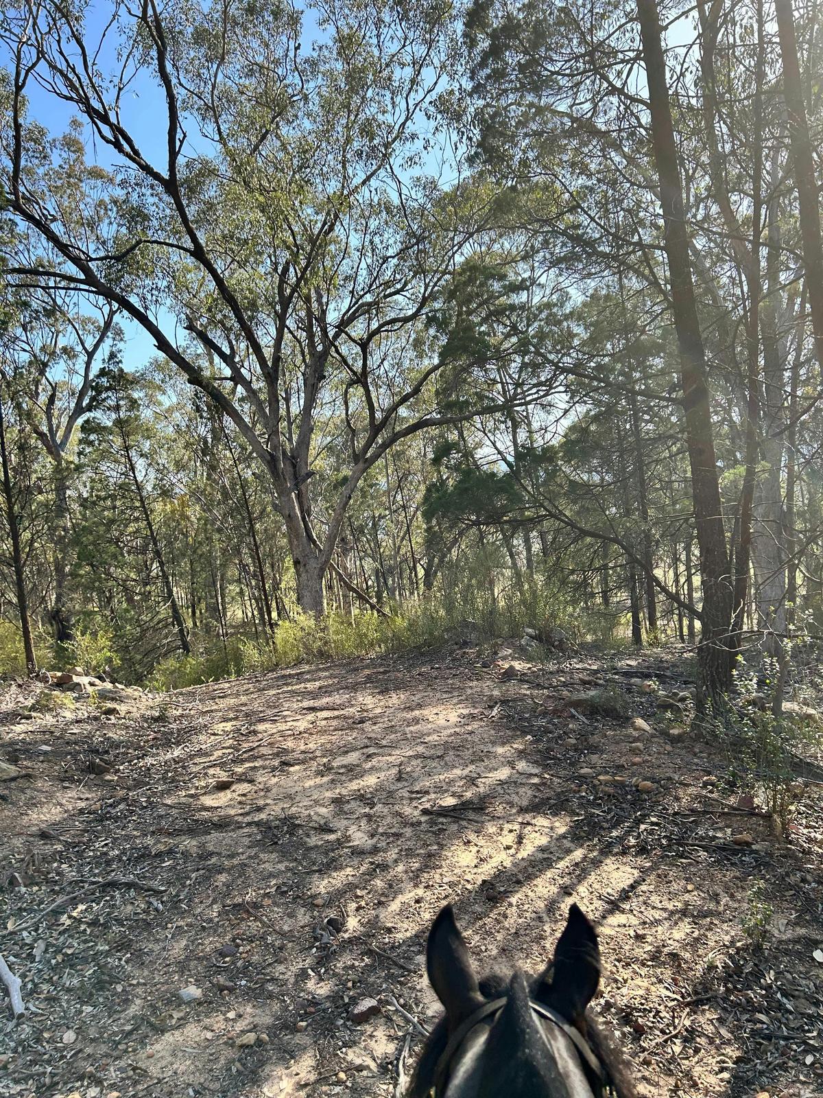 Bushland