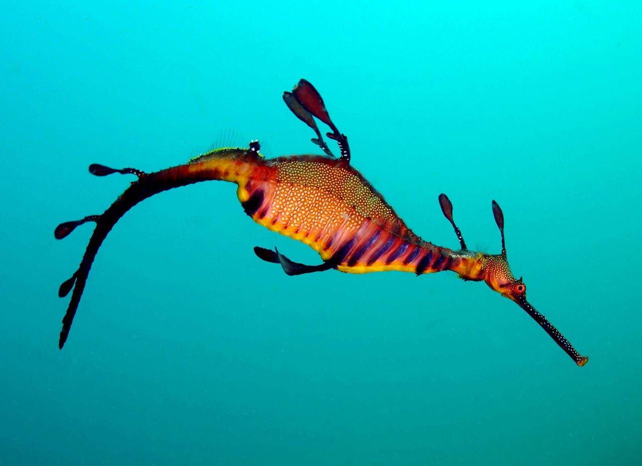 snorkeling at Long Reef