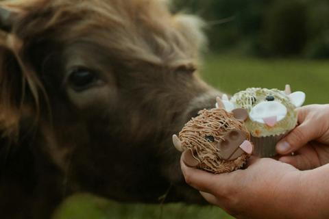 Coos and Cupcakes