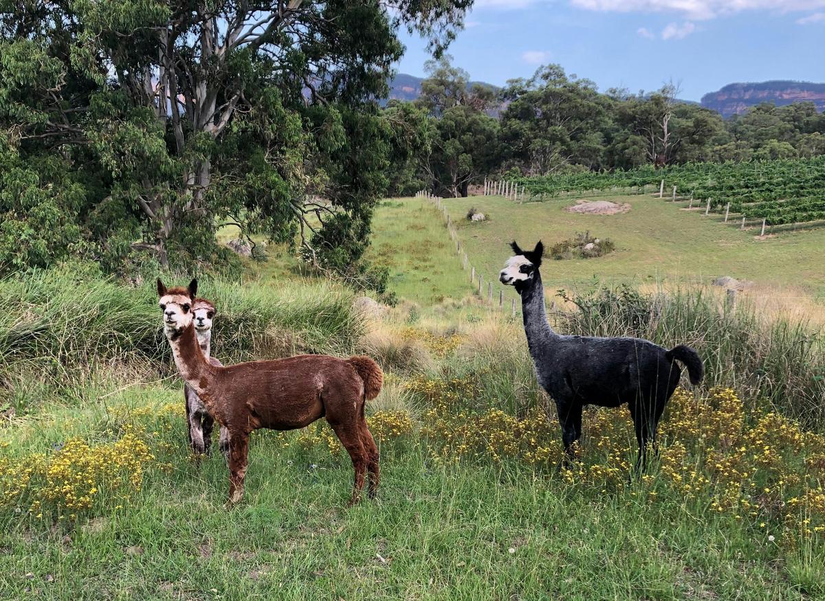 MCE Alpacas