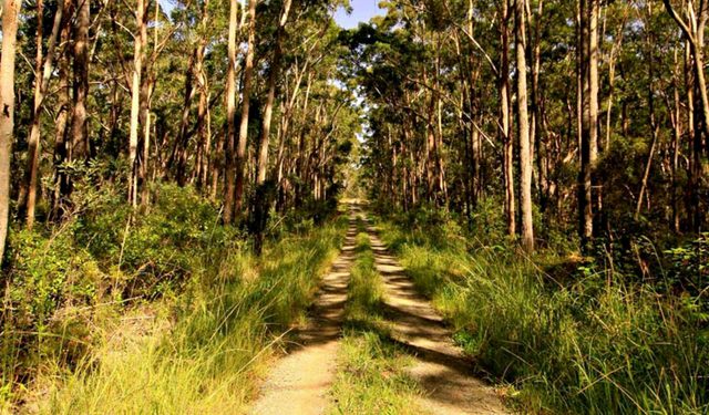 Mining Road Fire Trail, Old Gibber Road Rire Trail