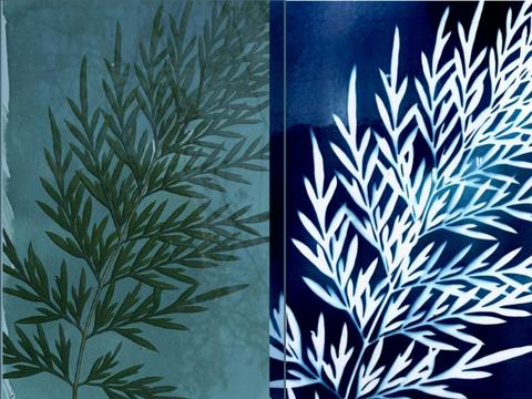 Cyanotype Workshop (Sun Based Printing)