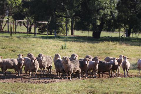 Pioneer Farm Day