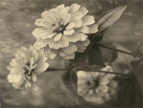 Art Exhibition - Monochrome & Sepia