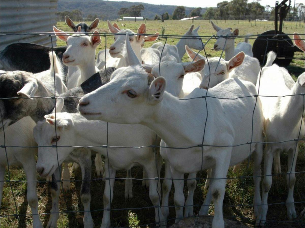 Jannei Goat Dairy