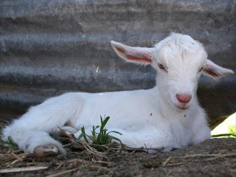 Jannei Goat Dairy
