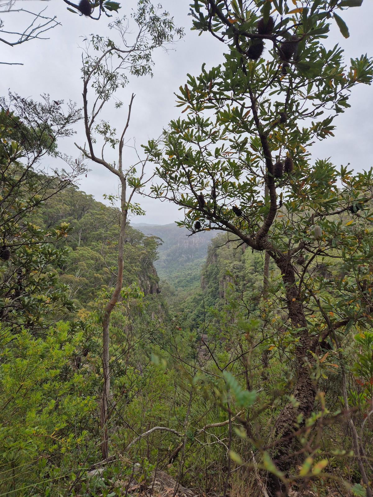 Minammurra Rainforest