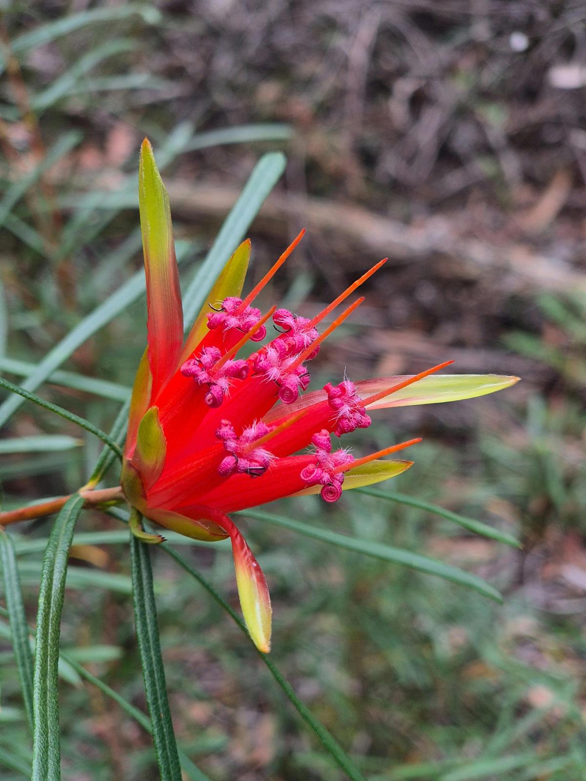 Native flora