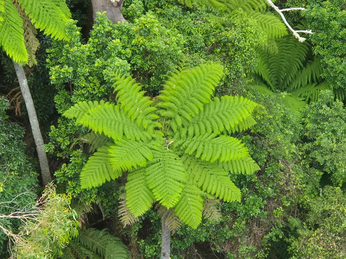Minnamurra Rainforest