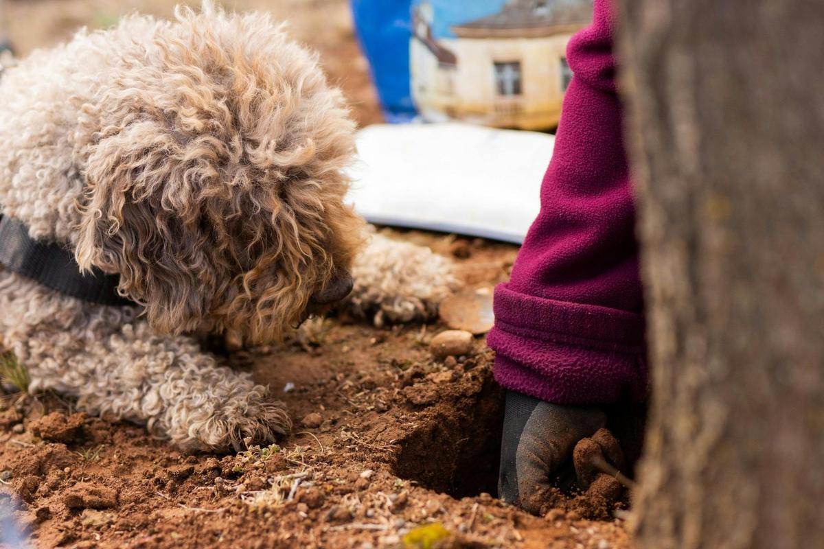 Unearthing beautiful black truffle