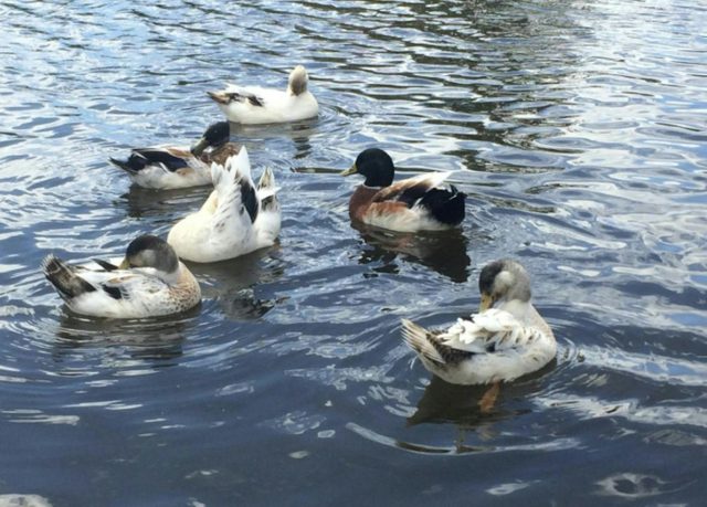 Kiamma Creek Park Crookwell