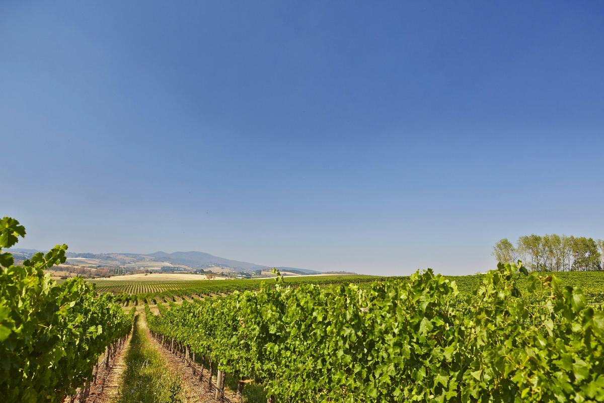 Orange Country Vine